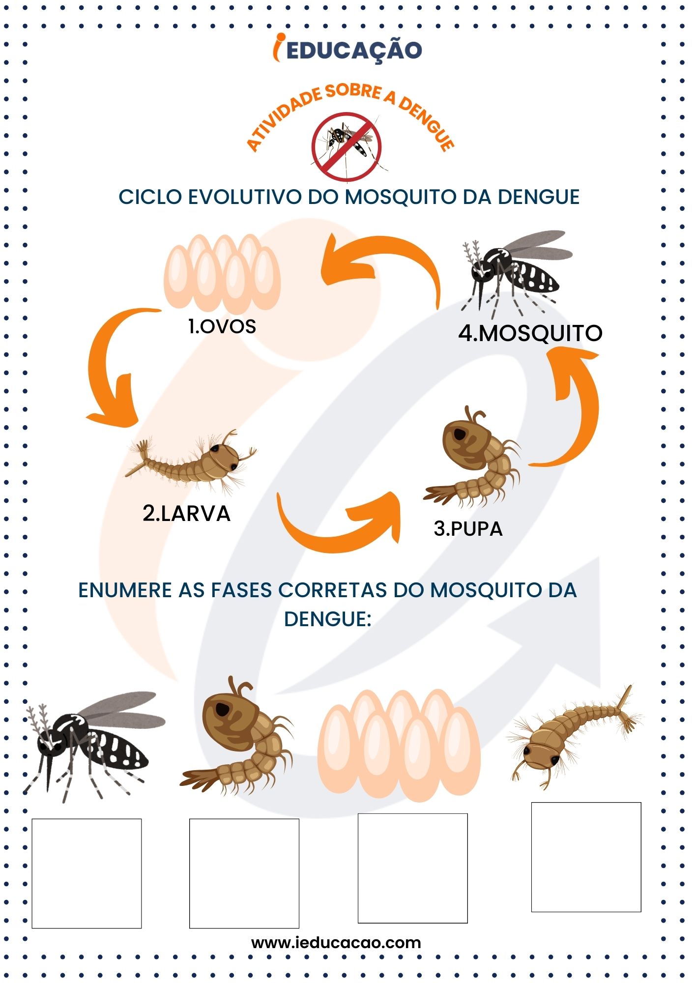 Atividades sobre a Dengue para Educação Infantil. Ciclo evolutivo do Mosquito