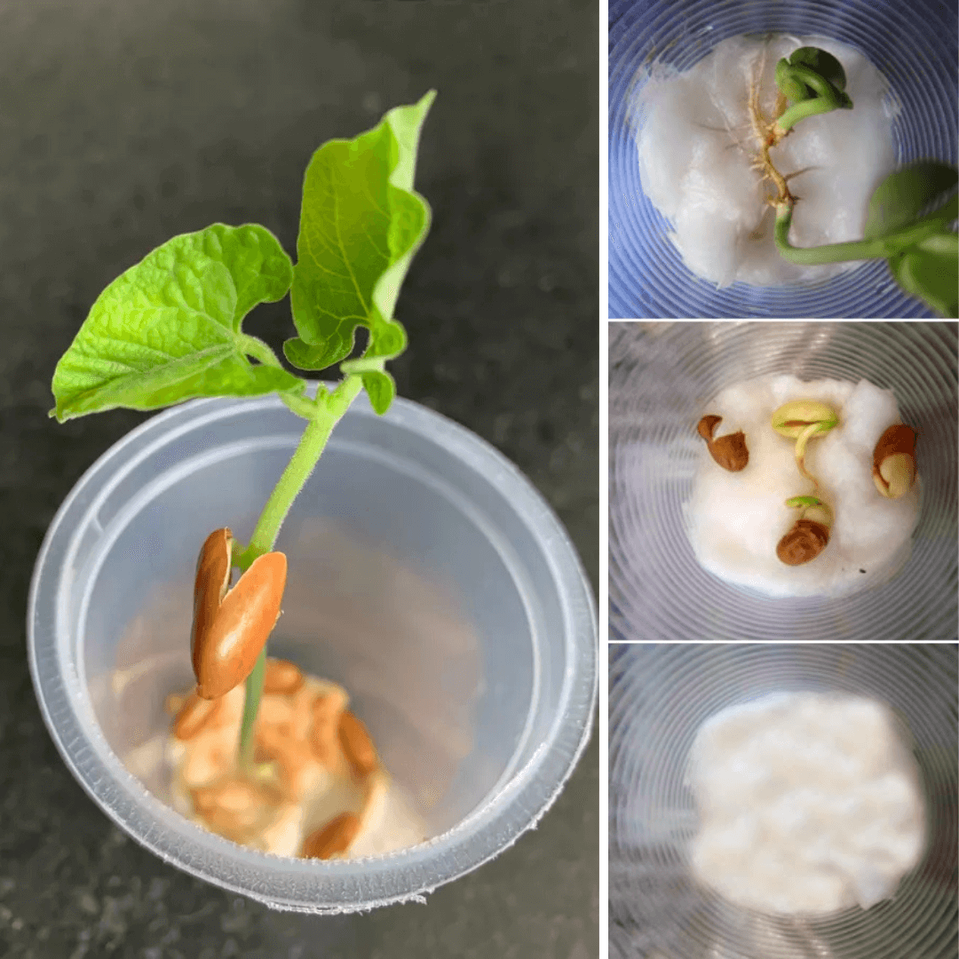 Plantando Feijão no Algodão - Experiência de Germinação do feijão - Atividades Lúdicas para o Dia da Árvore